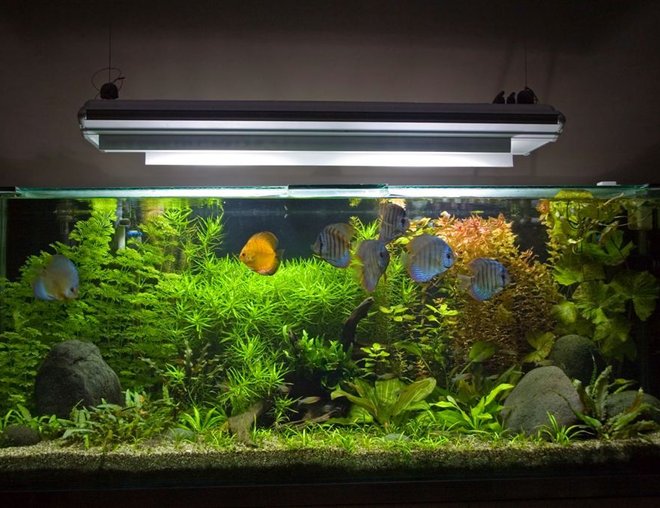 100 gallons planted tank (mostly live plants and fish) - My 450 Litre Planted Discus Tank