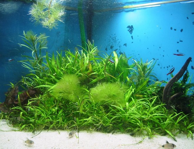 planted tank (mostly live plants and fish) - -