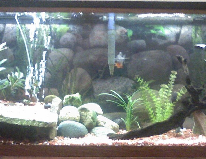 55 gallons planted tank (mostly live plants and fish) - variety of fish, a few real plants bust mostly fake