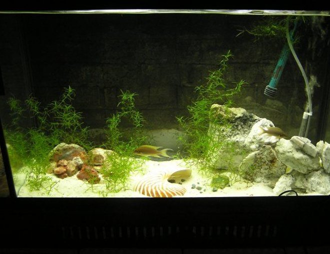 60 gallons planted tank (mostly live plants and fish) - Breeding pair birchardis in a 30 planted