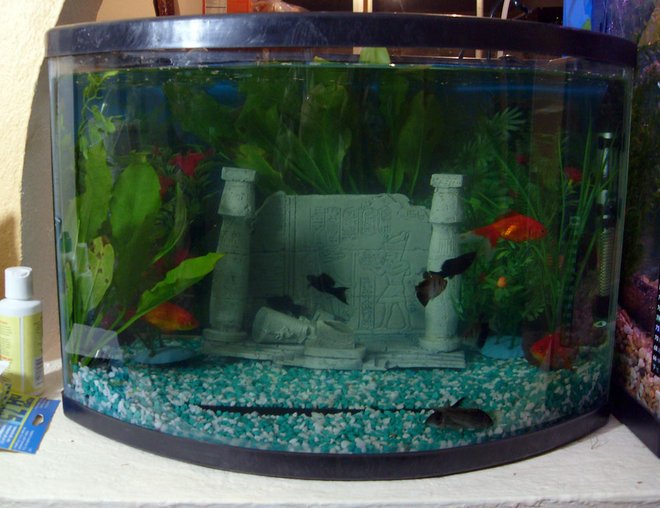 10 gallons planted tank (mostly live plants and fish) - my fish tank