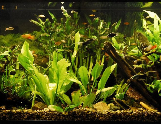 55 gallons planted tank (mostly live plants and fish) - 55 Gallon Community Planted Tank, Malaysian Driftwood, CO2, Angelfish, Neon Tetra, Sword tails, Platties, Mollies, Gouramis, Many Plants. LifeGlo2 6700K 40W. Millennium 3000 Filter. Taken 1/3/2009