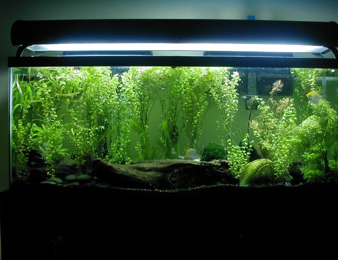 55 gallons planted tank (mostly live plants and fish) - My tank has gone through many changes since last image.

Summer heat killed some pleco that fouled the water up and killed my favorite buddies.

Now I've moved out all the small fish and kept only 2 angels, 1 pleco who is NOT TOO BIG for the tank at this time. 2 spiny eels (fire/tiretrack) and a few feeder danios that survived.

As you can see the maricopa plant has grown EVEN MORE since the last image. A LOT more. And it has grown a lot since I took THIS image as well!

I've had to move several bundles/pots of this shit out and am selling it if anyone is interested ;)

Enjoy the image guys and ignore stupid comments left by this JayD person who read a couple articles and thinks she knows it all!