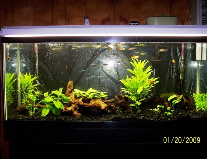 55 gallons planted tank (mostly live plants and fish) - 55 gallon hygrophila, anubias (2 types) ect. neons-black neons-corys-platies with 15 fry- zebra danios 25% water change twice a week
