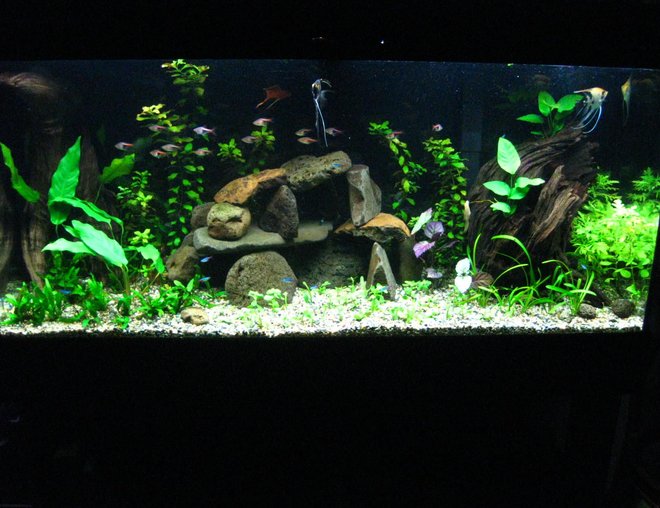 55 gallons planted tank (mostly live plants and fish) - This is a  55 gal tank.
uses malaysian driftwood,volcanic rocks and real low light plants.
Gravel on top of substrate,no co2,1.45 w/gal.

2/8/06 updated with a little better picture.

added more plants like the pearlgrass in the foreground not sure how they will grow,may need more light intensity ,will see..

I try my best to keep the scale of the tank wide and open,also accordingly I select fish of somewhat smaller size to populate it. 

I get tempted to replace the rock set up with a wooden branch and moss attached to it.

Thxs for watching.