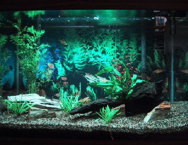 20 gallons planted tank (mostly live plants and fish) - My 20 gallon high tank, still cycling (two weeks so far) and just added live plants, fish to come!  I didn't like the way this background took away from the real plants and decorations so I changed it.