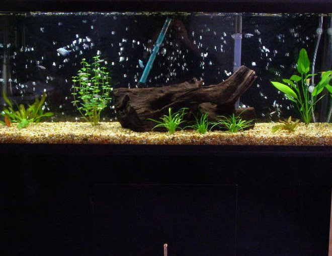 55 gallons planted tank (mostly live plants and fish) - New pic