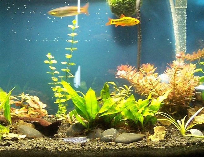 20 gallons planted tank (mostly live plants and fish) - 20 Gallon Long,  4*23 watt CFL Daylight bulbs