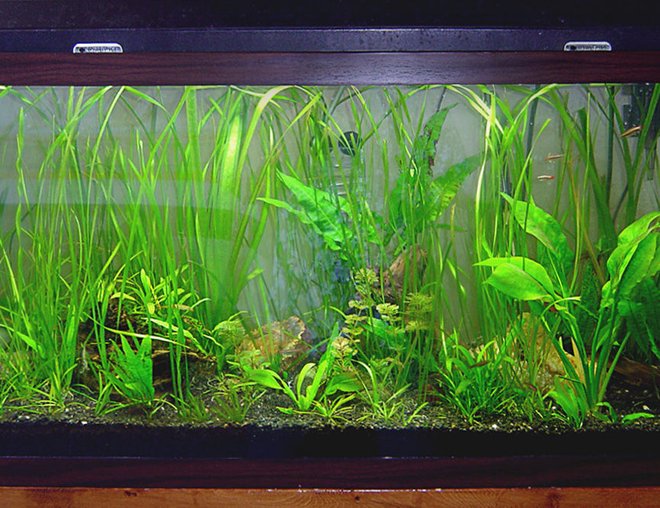 55 gallons planted tank (mostly live plants and fish) - 55g tropical FW planted tank. Still young, but lookin' good!