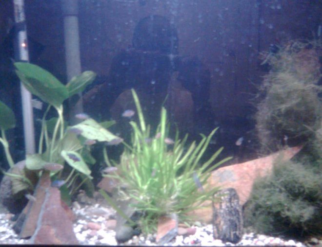 60 gallons planted tank (mostly live plants and fish) - planted tank for all my african fry