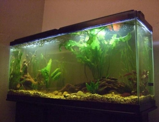 55 gallons planted tank (mostly live plants and fish) - different angle