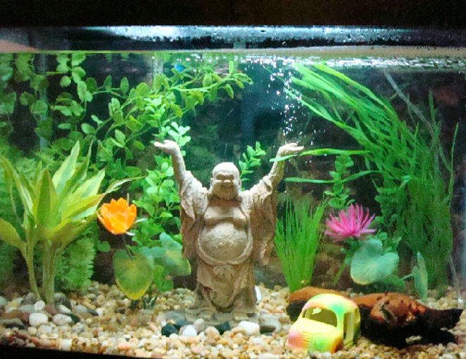 20 gallons planted tank (mostly live plants and fish) - This is my 20 gallon tank. It currently houses a Dalmatian Balloon Mollie, a Golden Loach, and a Rainbow Shark, as well as a live plant.  It has a heater, power filter, and air stone along with multiple decorations.