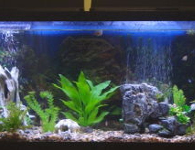55 gallons planted tank (mostly live plants and fish) - my freshwater tank
