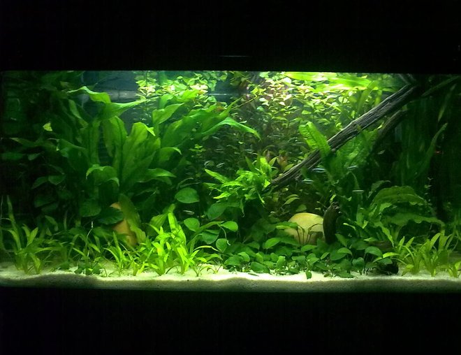 55 gallons planted tank (mostly live plants and fish) - My Dwarf Chichlids small Heaven