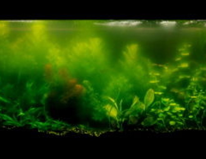 55 gallons planted tank (mostly live plants and fish) - current tank