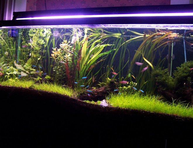 55 gallons planted tank (mostly live plants and fish) - my private yard in my room