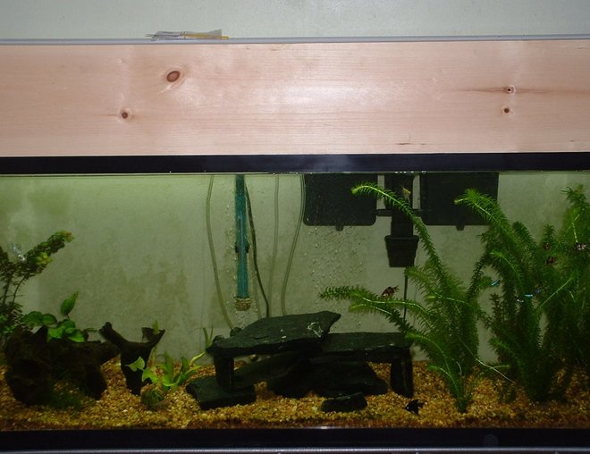 55 gallons planted tank (mostly live plants and fish) - My 55 Gallon Planted ( a work in progress)