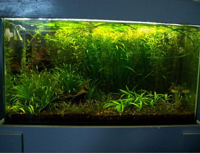 20 gallons planted tank (mostly live plants and fish) - 1st planted tank - not complete