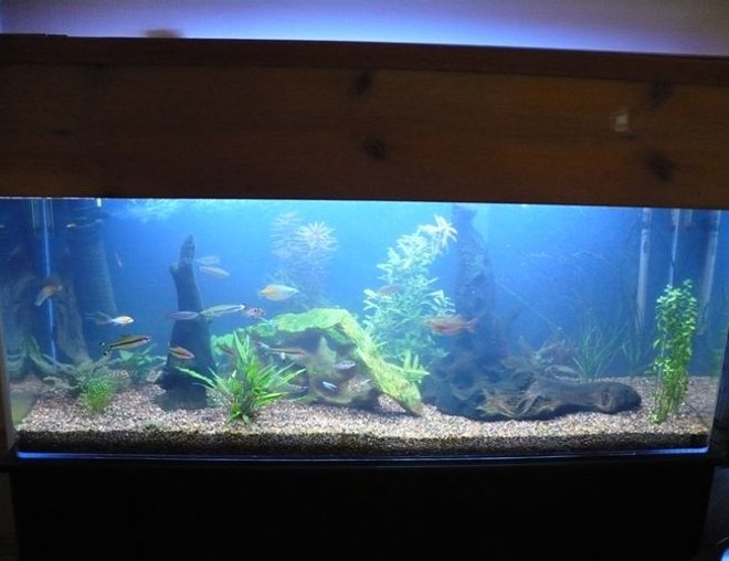 60 gallons planted tank (mostly live plants and fish) - This pic is of my 60 before the plants really took hold.  It is much fuller and more colorful now!