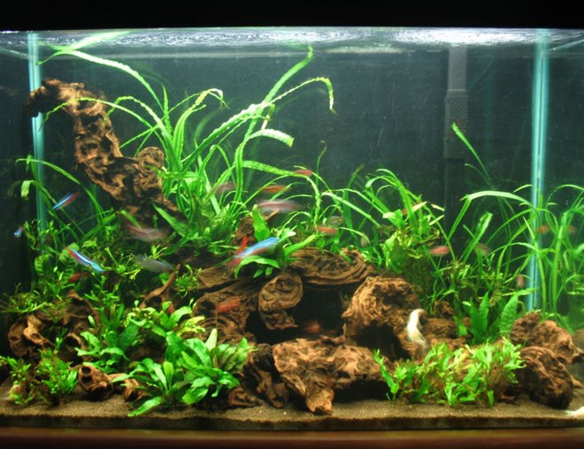20 gallons planted tank (mostly live plants and fish) - deep congo.  If you're going to vote 0, please don't vote.
