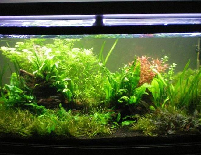 55 gallons planted tank (mostly live plants and fish) - Full tank shot