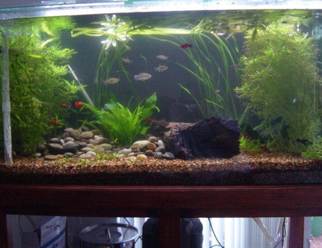 120 gallons planted tank (mostly live plants and fish) - Just a basic set up at this stage. Later on once the aquarium settles in properly, shall fully plant out the tank for hiding spots for the fry.