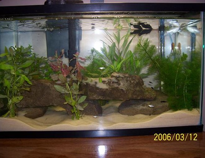 10 gallons planted tank (mostly live plants and fish) - my little 10 gallon