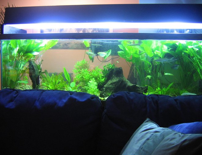 125 gallons planted tank (mostly live plants and fish) - almost where I want it to be