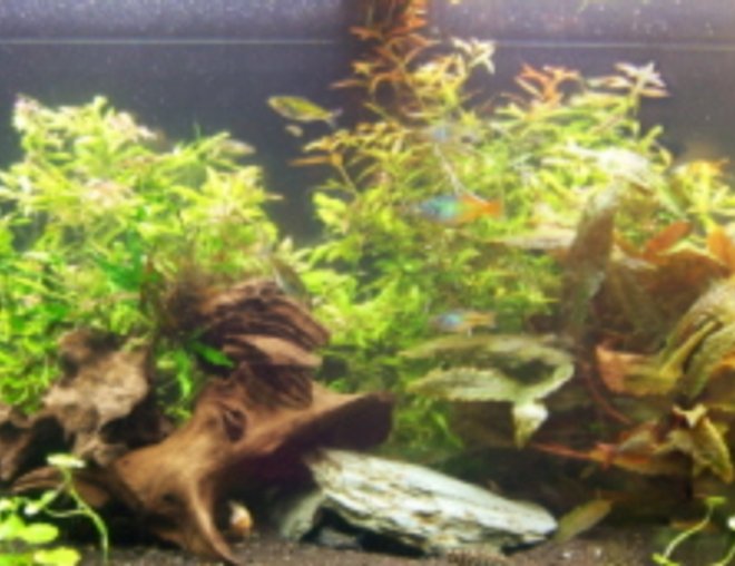 125 gallons planted tank (mostly live plants and fish) - 125 Planted tank CO2 injected 5 watts per gallon.
Picture quality is limited by the upload capacity of the site.