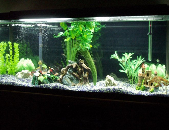 55 gallons planted tank (mostly live plants and fish) - Our First fish tank, hoping to add more plants very soon.