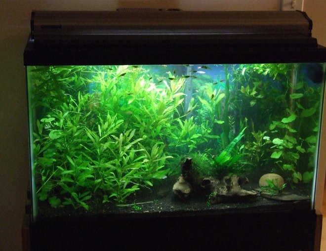 30 gallons planted tank (mostly live plants and fish) - 30 Gallon Planted Tank.