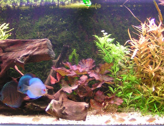 120 gallons planted tank (mostly live plants and fish) - Discus tank,
2 adult and 6 medium size discusfish.