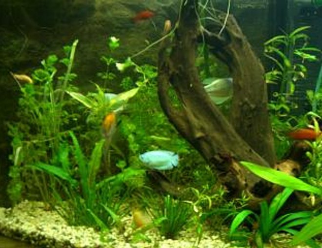 30 gallons planted tank (mostly live plants and fish) - this is the first tank i've ever had. I've really become addicted to this fish thing. The one big mistake I make at the start is not having a good substrate for a planted tank. I'm slowly adding some now.