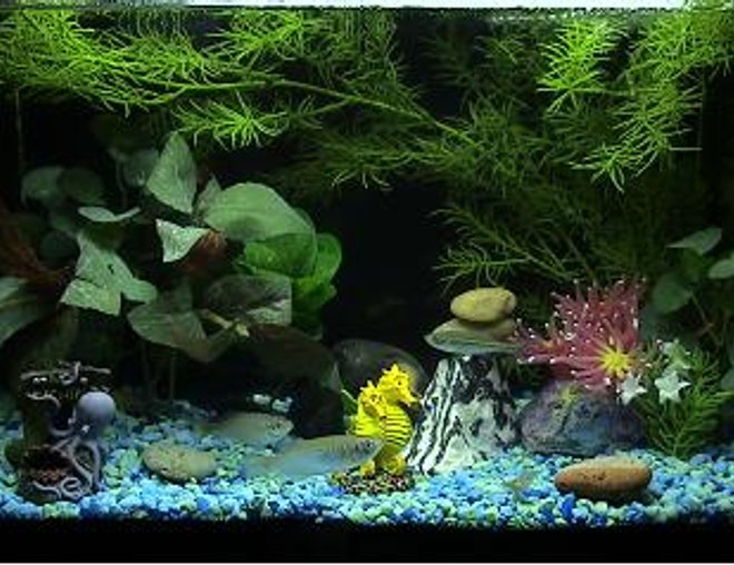 5 gallons planted tank (mostly live plants and fish) - Fishies