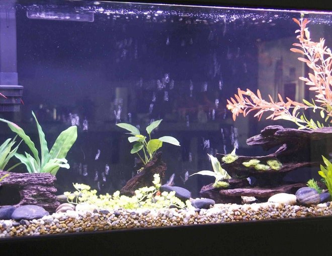 55 gallons planted tank (mostly live plants and fish) - 55 gallon tank. 4 goldfish 1 rubber nose pleco. Three amazon sword plants and one anubias on a piece of drift wood. Mostly fake plants and fake wood.