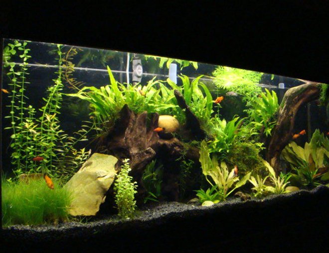 55 gallons planted tank (mostly live plants and fish) - planted 55 gallon with driftwood, platties, cory cats,octacinas, and chinese algae eaters