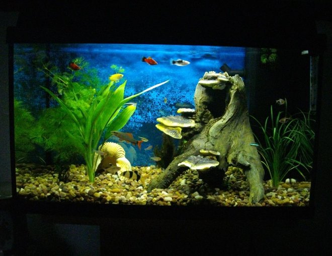 20 gallons planted tank (mostly live plants and fish) - my tank with fish, real plants and wooden and shell decoration.