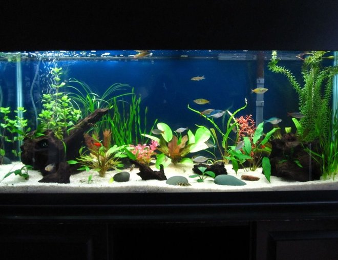 55 gallons planted tank (mostly live plants and fish) - 55 gallon with lots of fish, live plants, and some fake ones to give it some color and provide better hiding places for the gouramis.