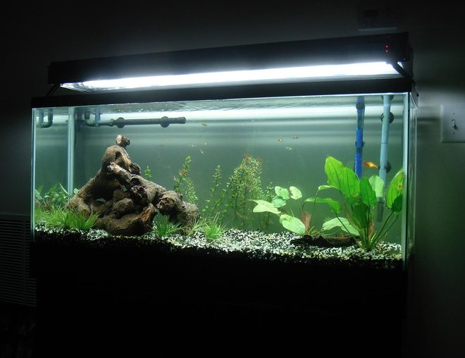 55 gallons planted tank (mostly live plants and fish) - Our first attempt at a freshwater planted tank, two months in.