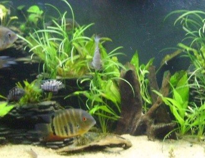 55 gallons planted tank (mostly live plants and fish) - My Fish tank