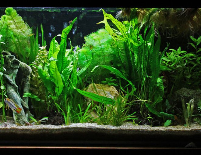 20 gallons planted tank (mostly live plants and fish) - 100 litre tank, heavily planted primarily set up for 3 pairs of Apistogramma. Also home to pair of Ancistrus. Bog wood and plants all real - six caves, subtrate is a mix of aquarium sand and coral sand (to buffer).