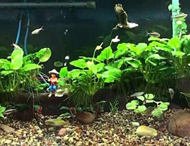 55 gallons planted tank (mostly live plants and fish) - Redone 55gal -switched over to planted tank. Have one male krib (female died), black neons, redfinned tetras, rasboras, cories, hatchet fish, boesmani rainbows, and otos. Rena XP2 filter, river decor with air bubbles, driftwood with anubius, sword, bacopa, cryptoccoryne, mini sword,sagittaria, fake cabomba because I can't grow that one, and a couple of fake low round leaf plants. Ecocomplete is substrate with some natural medium gravel.