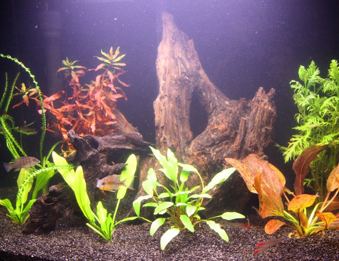 20 gallons planted tank (mostly live plants and fish) - My tank after a couple of months - I think it's going through a second cycle.