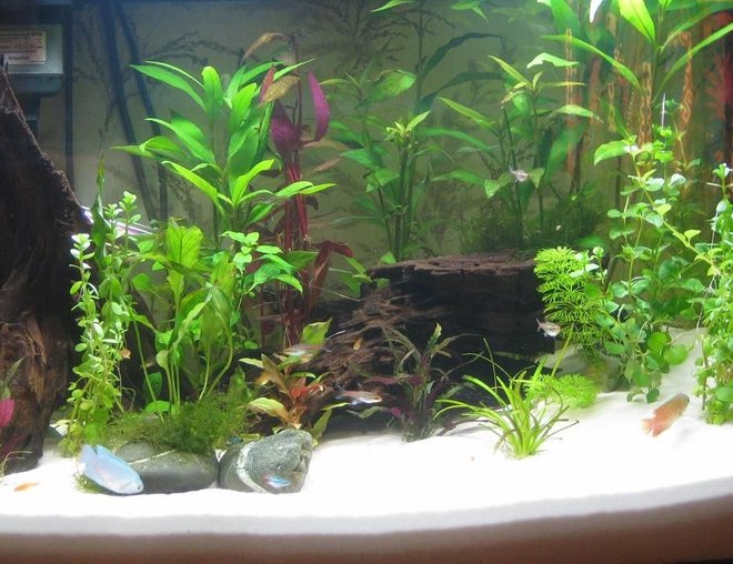 planted tank (mostly live plants and fish) - 90 litre planted tank

7 Ember tetras
5 Glowlight tetras
4 Neon tetras
2 Dwarf gouramis
3 Julii catfish
1 Upside-don catfish

Ambulia, Borneo sword, Ludwigia, Hygrophilia, Dwarf Sagittarius, Baby's tears, Java Moss, Lysamachia, Alteranthera Rosaefolia

Driftwood, white silica, JBL substrate