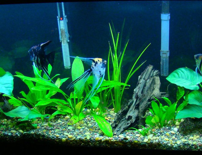 55 gallons planted tank (mostly live plants and fish) - 55 gallon, all live plants. more to come.