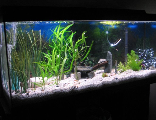 55 gallons planted tank (mostly live plants and fish) - just set up 5 weeks ago doing great