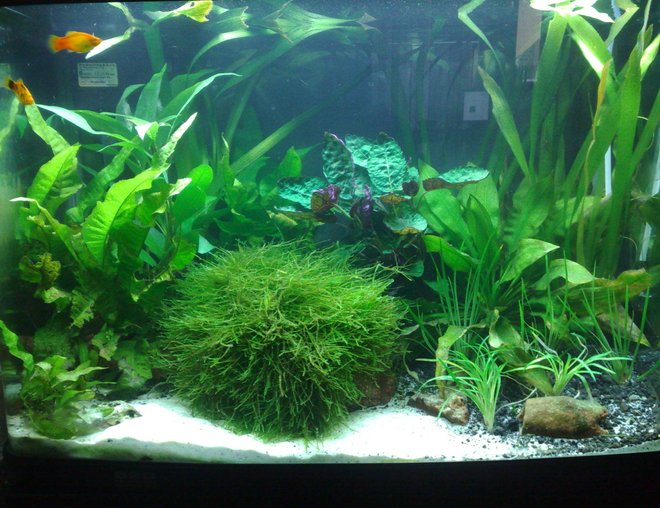 55 gallons planted tank (mostly live plants and fish) - AQUAONE AR-620 Tank
90l (Approx. 24 gallons)
48w T5HO (1x6700k 1x10000k)
DIY CO2
100w Heater
Eco Complete/Sand Substrate
2 Platys, 1 Cory, Anubias Lanceolata, Amizon Swords, Java Fern, Java Moss, Blue Stricta, Tall Vals, Dwarf Rush, Dwarf Pongol,