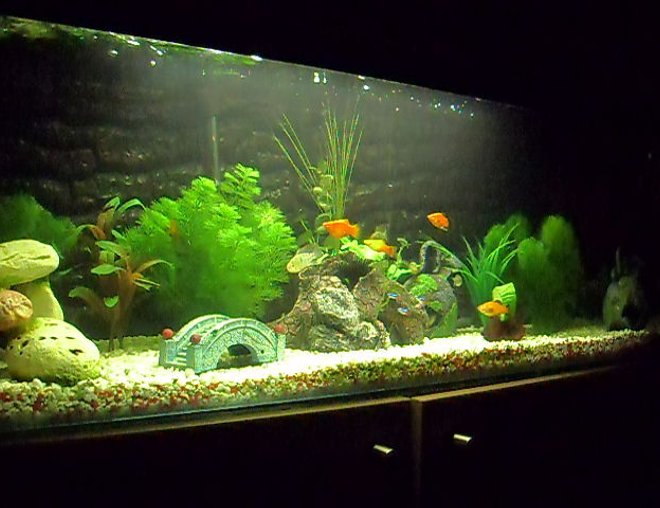 55 gallons planted tank (mostly live plants and fish) - standard comunity tank.....