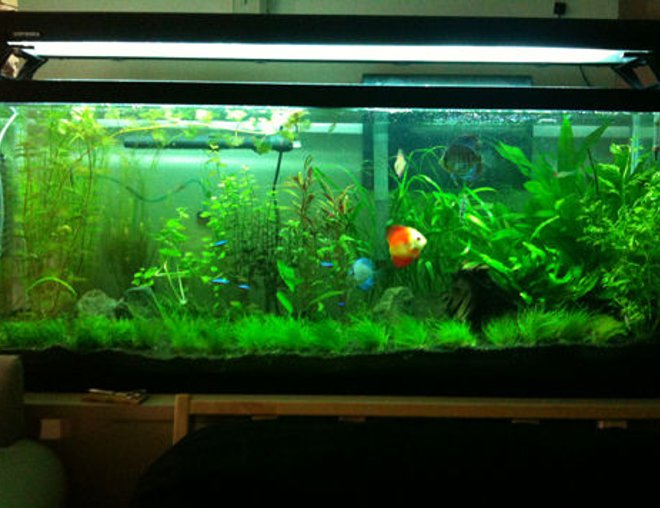 55 gallons planted tank (mostly live plants and fish) - 3 months of work