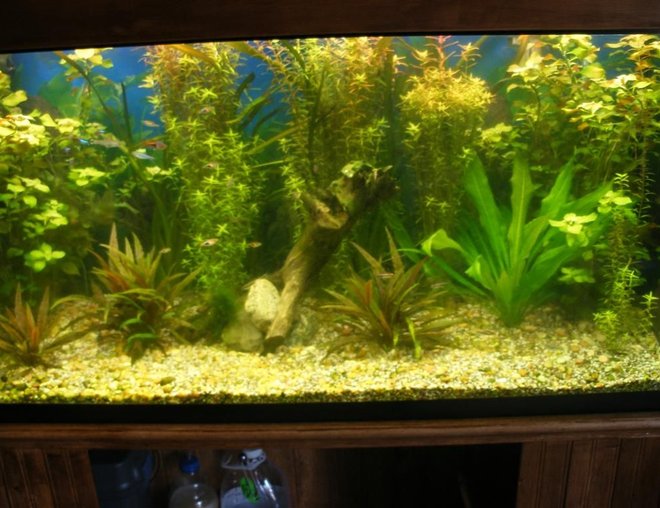 planted tank (mostly live plants and fish) - 90 gallon all live plants